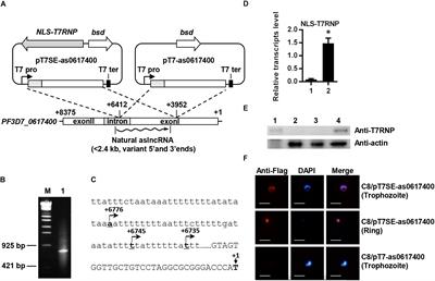 Plasmodium falciparumvar Gene Is Activated by Its Antisense Long Noncoding RNA